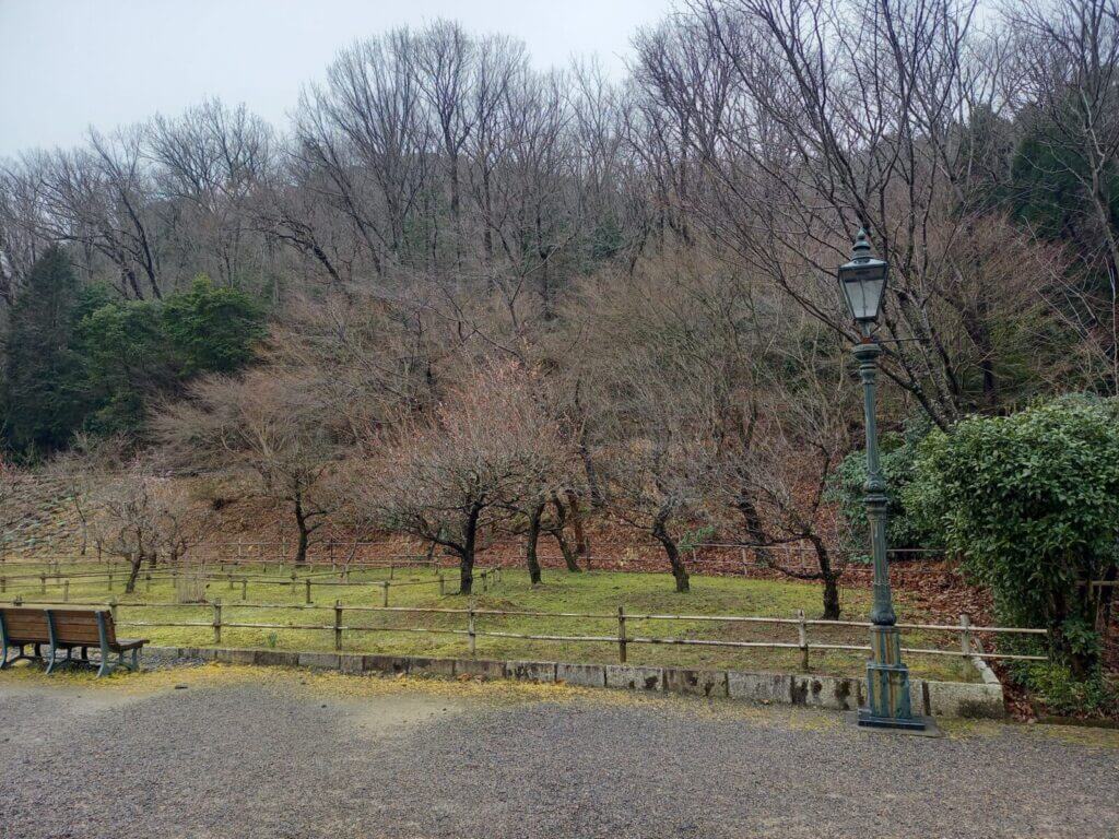 3月24日　梅が咲く終わった梅園