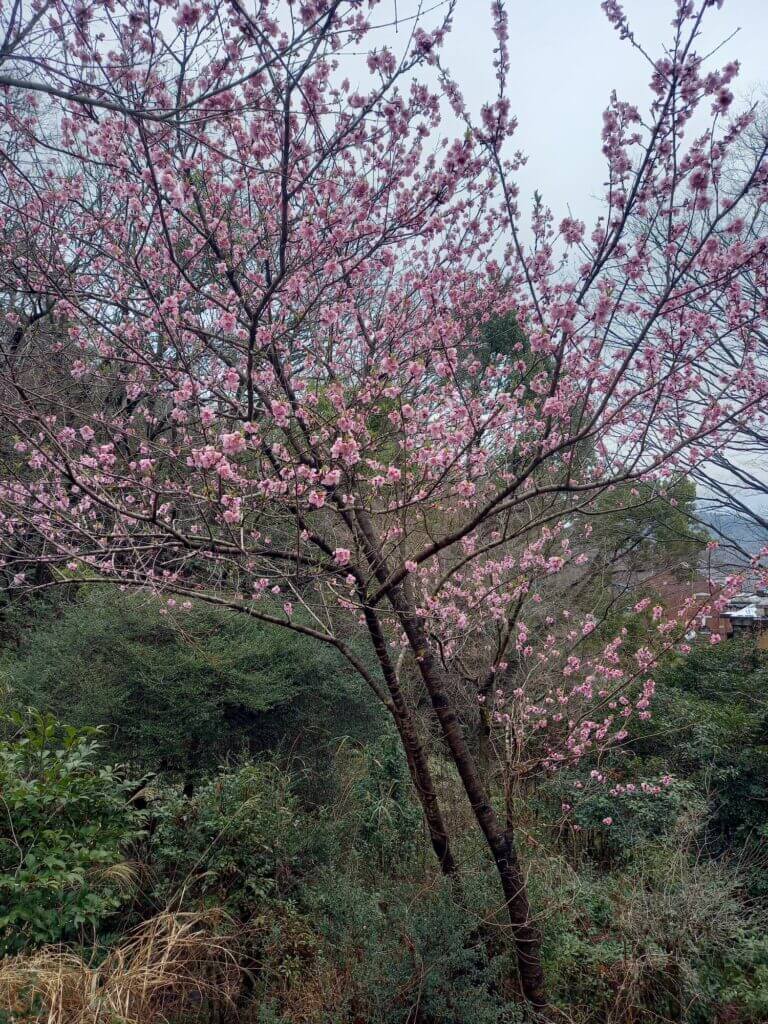 帝国ホテル北側の山桜