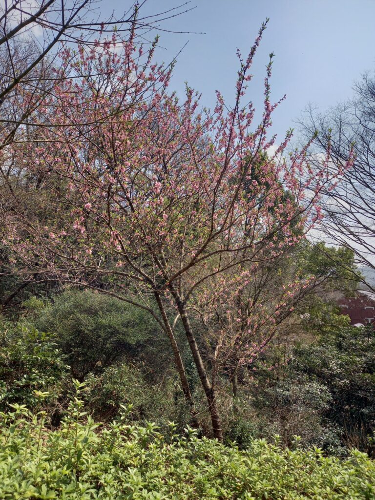 北口からはいつて策に向かって左側の木の開花状況、咲いている。