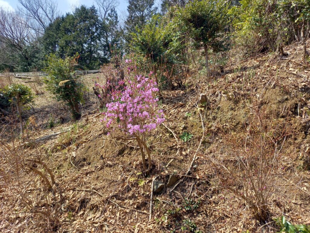 北口からはいつて策に向かって右側の木の開花状況、咲いている。