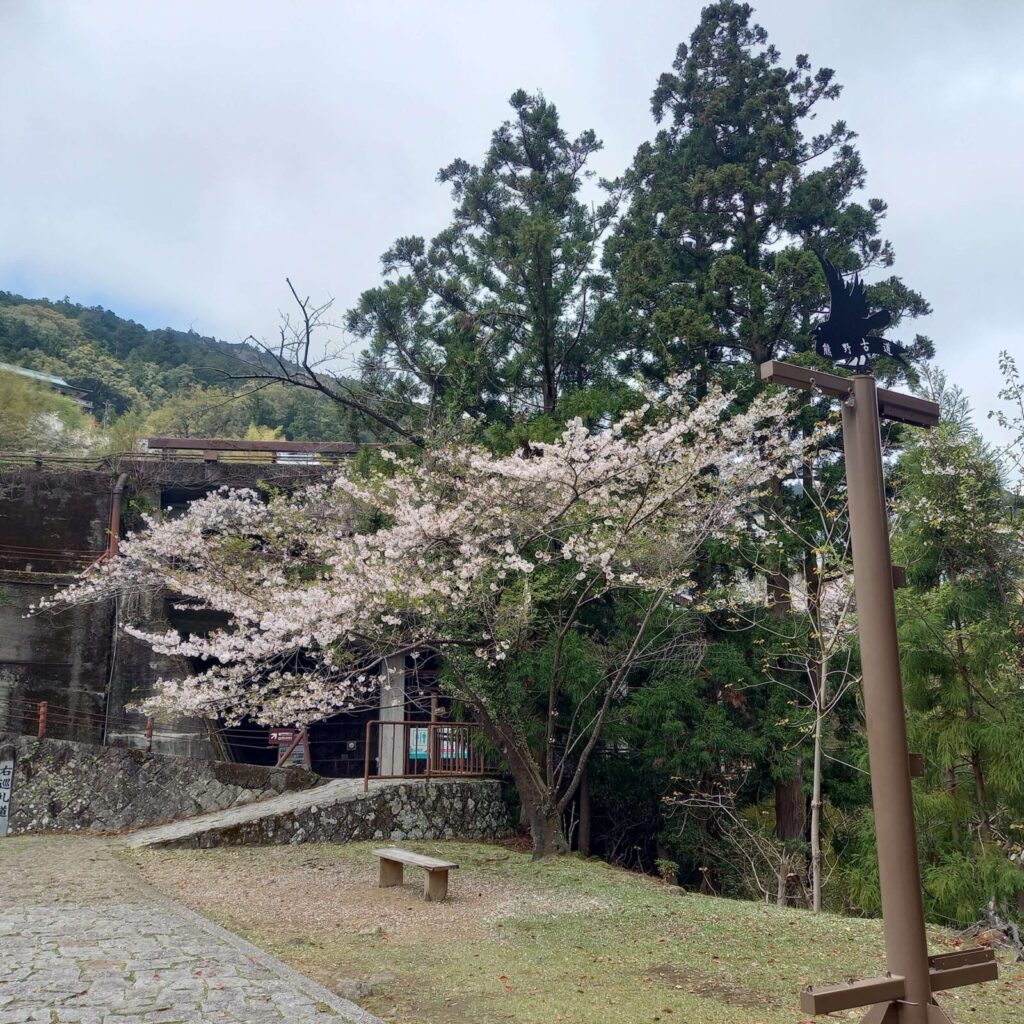 平らなところにでました。桜がとてもきれいに咲いています。