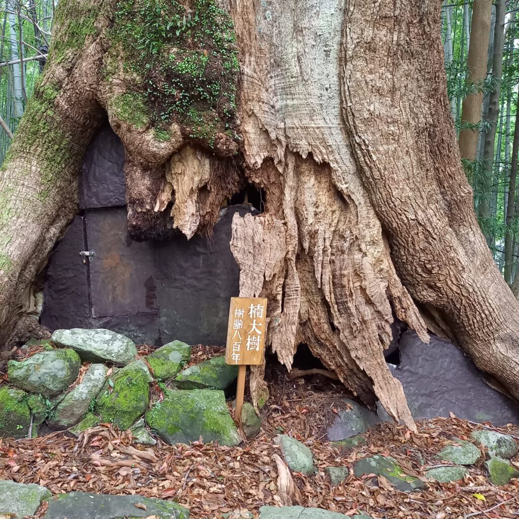 樹齢800年を超す楠の大樹