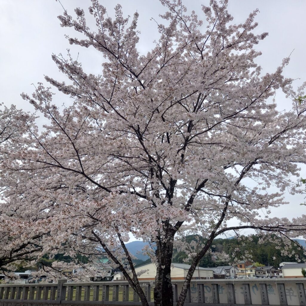 熊野本宮大社 旧社地 大斎原 桜