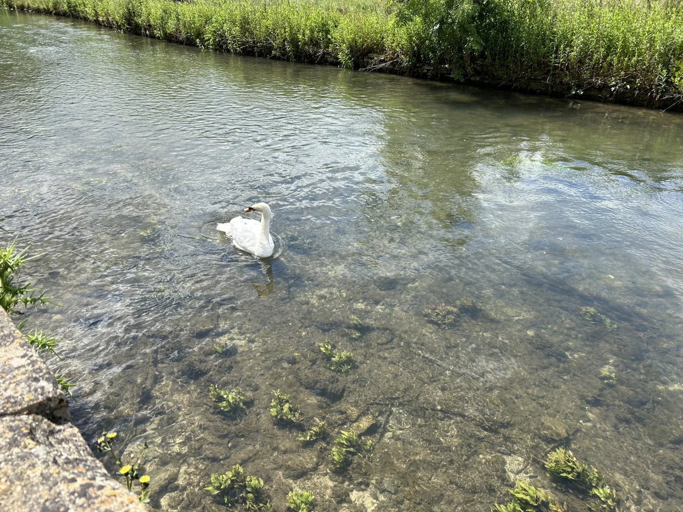 バイブリーの澄んだ川を泳ぐ白鳥