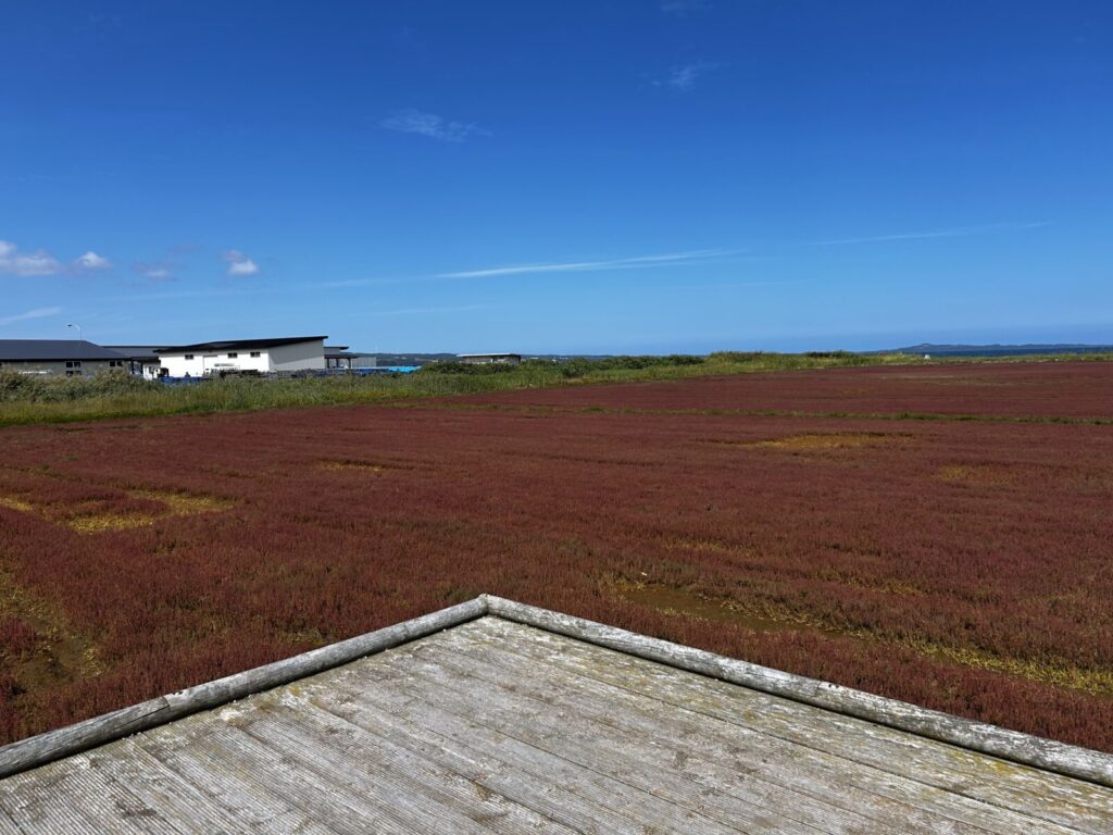 サンゴ草群生地の全景
