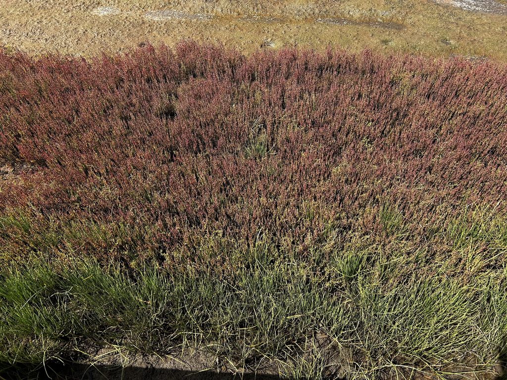 サンゴ草の近景