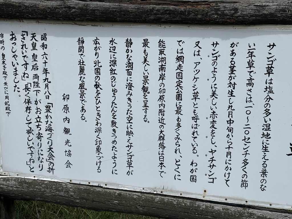 サンゴ草群生地の説明看板