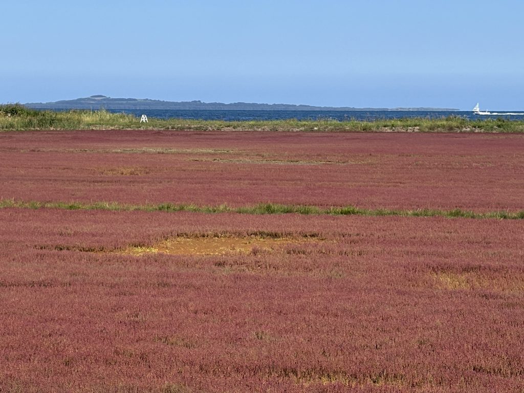 赤く色づいた能取湖のサンゴ草群生地
